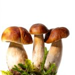 Collins Fungi & Mushrooms Kindle eBook Guide 413 Pages 2012 Edition-0