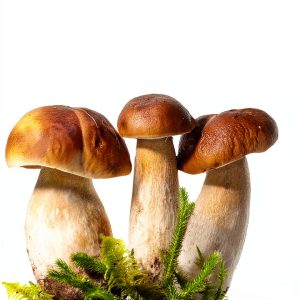 Collins Fungi & Mushrooms Kindle eBook Guide 413 Pages 2012 Edition-0